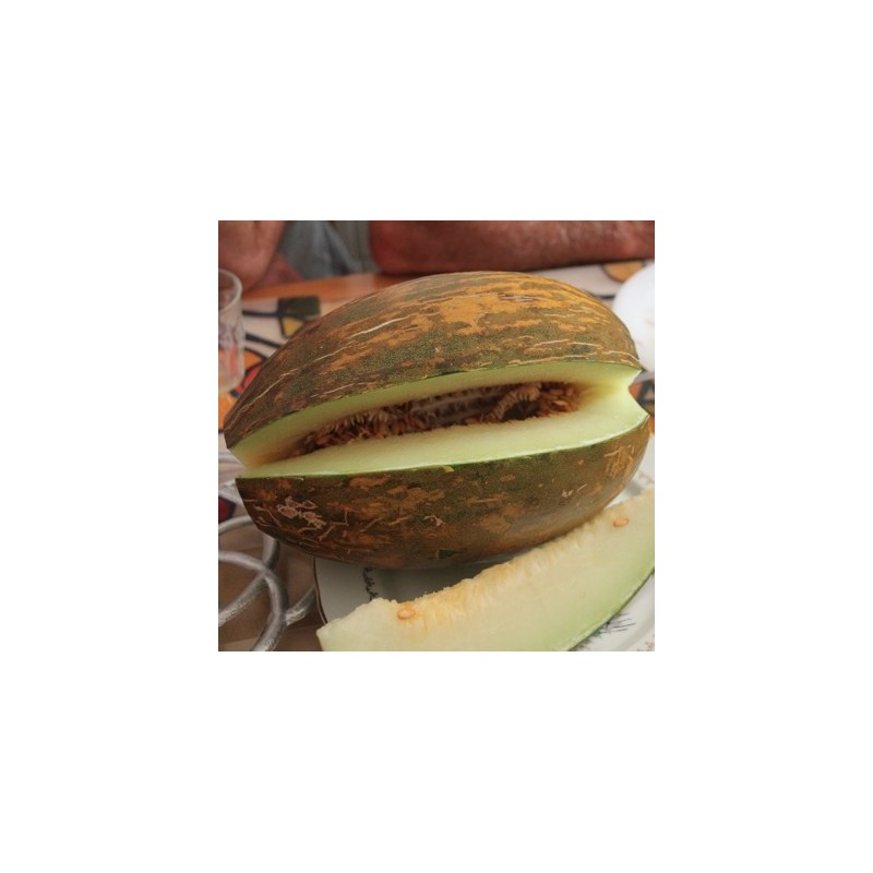 MELON PELE DE SAPO