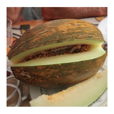 MELON PELE DE SAPO MELON PELE DE SAPO