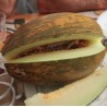 MELON PELE DE SAPO