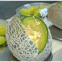 MELON ECORCE DE CHENE (CASCA DE CARVALHO)