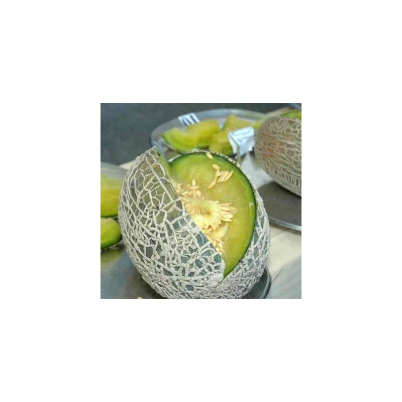 MELON ECORCE DE CHENE (CASCA DE CARVALHO)