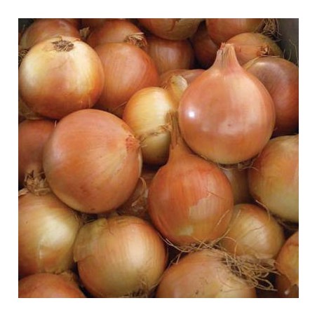 OIGNON VALENCIANA TARDIA OIGNON VALENCIANA TARDIA