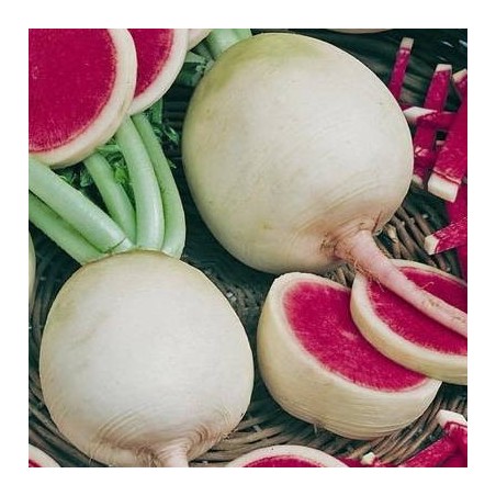 RADIS RED MEAT Watermelon RADIS RED MEAT Watermelon