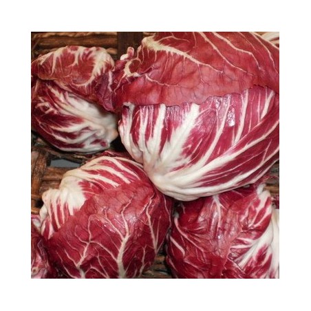 CHICOREE SAUVAGE ROUGE DE VERONE CHICOREE SAUVAGE ROUGE DE VERONE