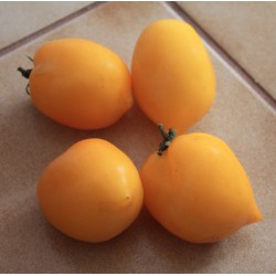 TOMATE CITRINA