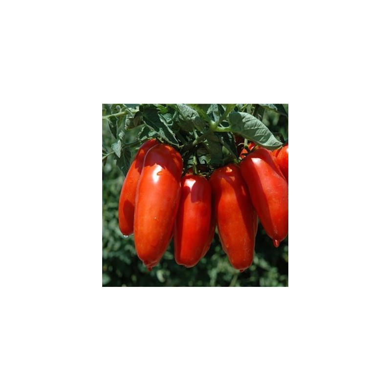 TOMATE S. MARZANO 3