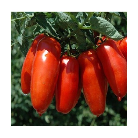TOMATE S. MARZANO 3 TOMATE S. MARZANO 3