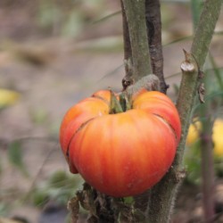 TOMATE ANANAS