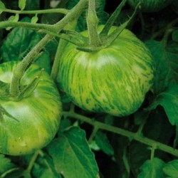 TOMATE GREEN ZEBRA