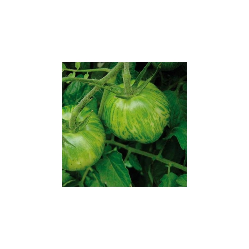 TOMATE GREEN ZEBRA