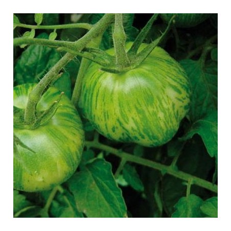 TOMATE GREEN ZEBRA