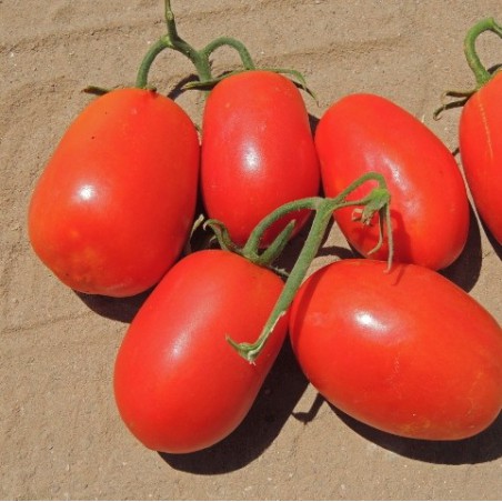 TOMATE RIO GRANDE TOMATE RIO GRANDE