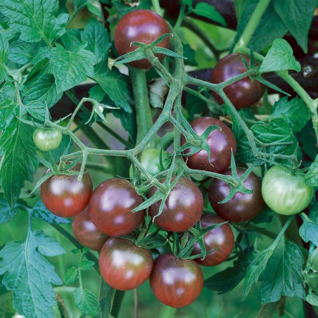 TOMATE BLACK CHERRY TOMATE BLACK CHERRY