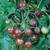 TOMATE BLACK CHERRY