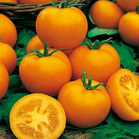 TOMATE GOLDENE KONIGIN TOMATE GOLDENE KONIGIN