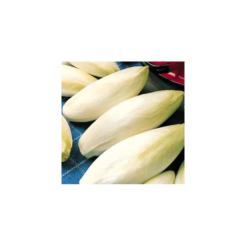 CHICOREE WITLOOF NORMALE - ENDIVE