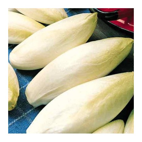 CHICOREE WITLOOF NORMALE - ENDIVE CHICOREE WITLOOF NORMALE - ENDIVE