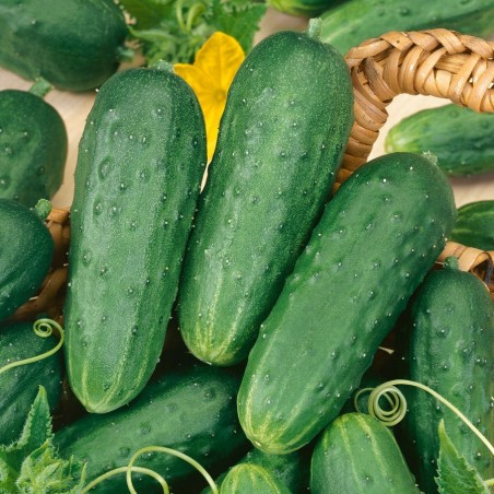 CORNICHON VERT PETIT DE PARIS