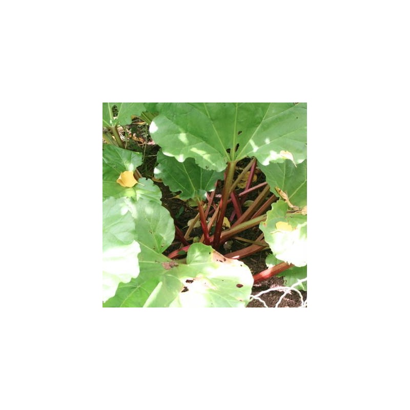 RHUBARBE GOLIATH