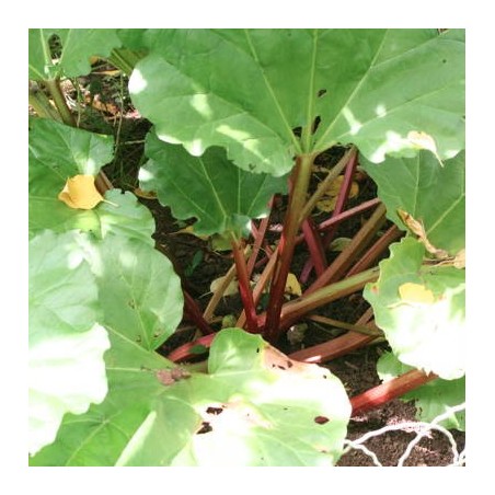 RHUBARBE GOLIATH