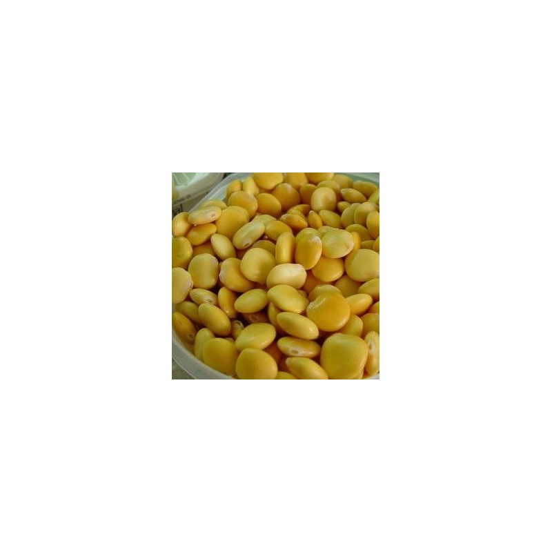 LUPIN BLANC - TREMOCOS