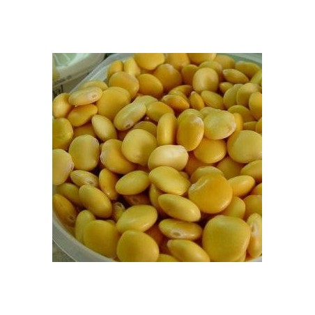 LUPIN BLANC - TREMOCOS LUPIN BLANC - TREMOCOS