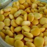 LUPIN BLANC - TREMOCOS