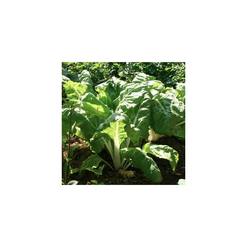 POIREE VERTE A CARDE BLANCHE 2- BETTE