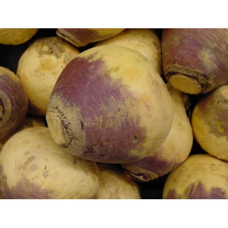 CHOU NAVET RUTABAGA CHAMPION A COLLET ROUGE CHOU NAVET RUTABAGA CHAMPION A COLLET ROUGE