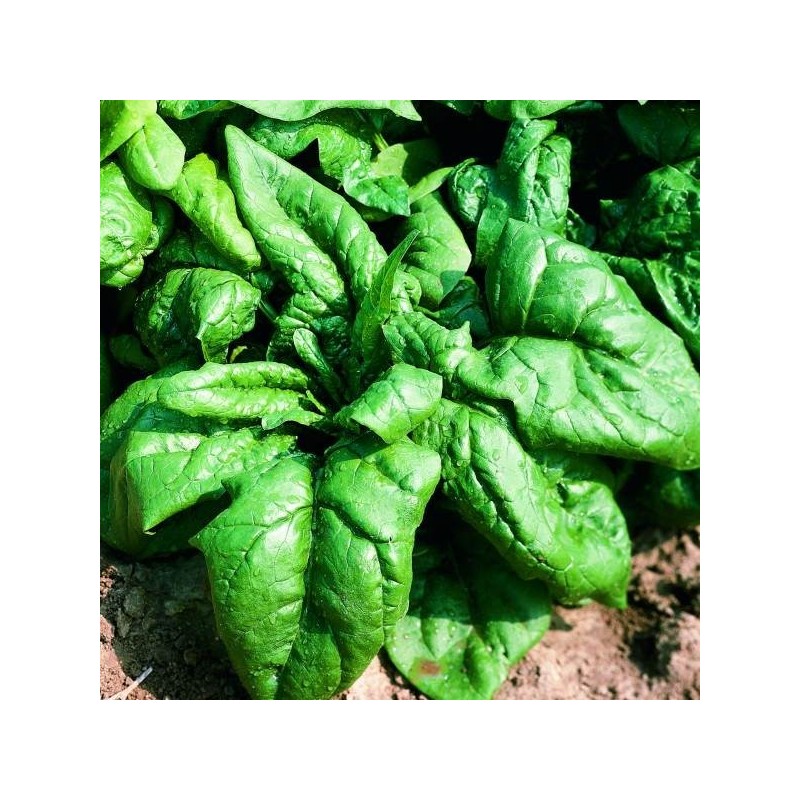 EPINARD MONSTRUEUX DE VIROFLAY