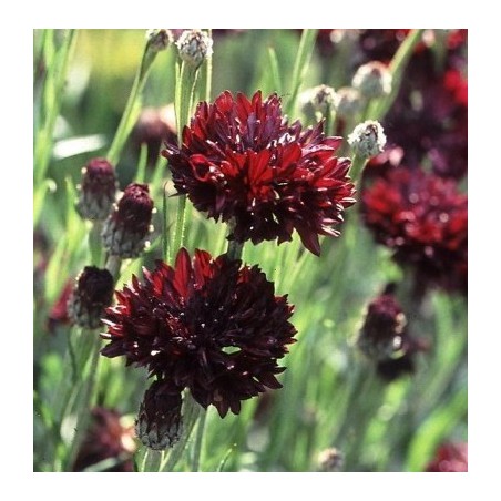 CENTAUREE noire BLACK BALL