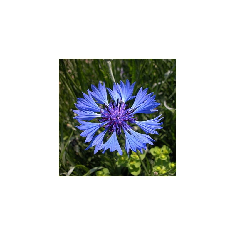 CENTAUREE BLUE BOY