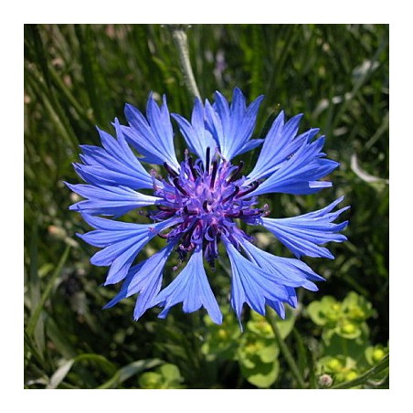CENTAUREE BLUE BOY