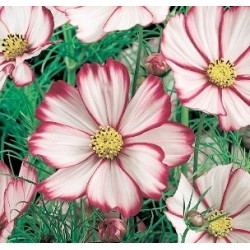 COSMOS PICOTEE