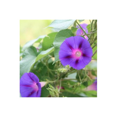 IPOMEE VOLUBILIS BLEUE