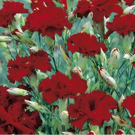 OEILLET GIROFLEE ROUGE OEILLET GIROFLEE ROUGE