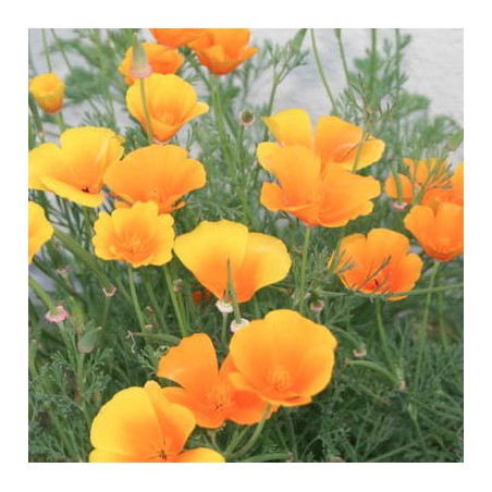 ESCHOLTZIA CALIFORNICA (pavot de Californie) ESCHOLTZIA CALIFORNICA (pavot de Californie)