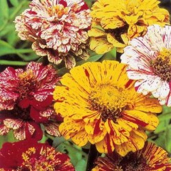 ZINNIA PEPPERMINTSTICK