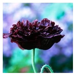 PAVOT SOMNIFERE BLACK PAEONY