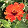 ZINNIA GRANDIFLORA