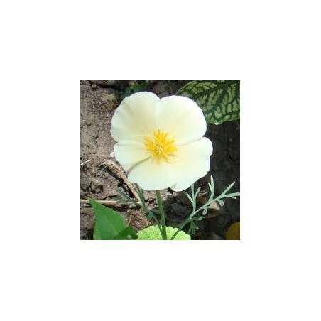 PAVOT DE CALIFORNIE BLANC PAVOT DE CALIFORNIE BLANC