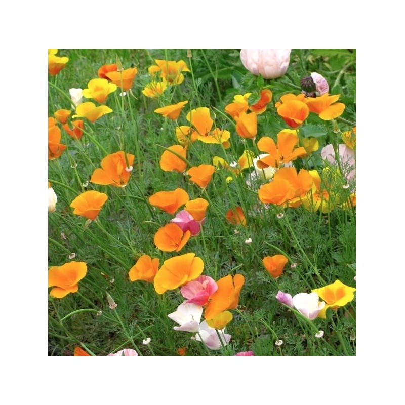 PAVOT DE CALIFORNIE COLORIS VARIES