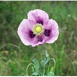 PAVOT SOMNIFERE ROSE A FLEUR SIMPLE