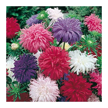 REINE MARGUERITE PLUME D'AUTRUCHE REINE MARGUERITE PLUME D'AUTRUCHE