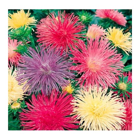 REINE MARGUERITE UNICUM COLORIS VARIES