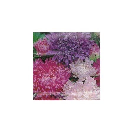 REINE MARGUERITE BRANCHUE AMERICAINE