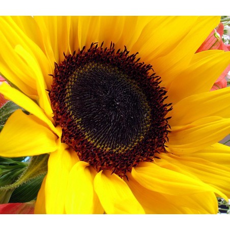 TOURNESOL SOLEIL UNIFLORUS GIGANTEUS