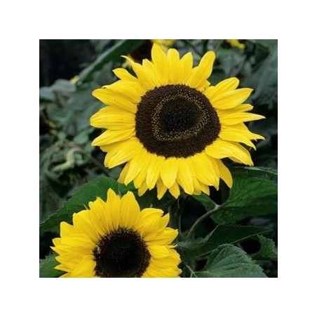SOLEIL COEUR NOIR SOLEIL COEUR NOIR