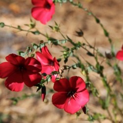 LIN A GRANDE FLEUR ROUGE