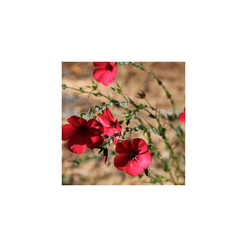 LIN A GRANDE FLEUR ROUGE